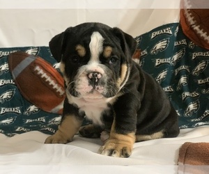 English Bulldog Puppy for sale in DENVER, PA, USA