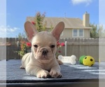 Small French Bulldog