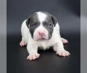 American Bully Puppy for sale in CHAMPAIGN, IL, USA