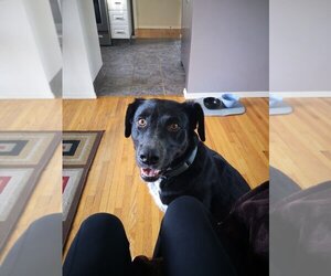 Vida - Female Labrador Retriever-Unknown Mix Dog for Adoption - Photo #5