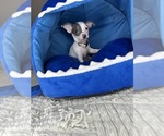 Small #15 Chihuahua