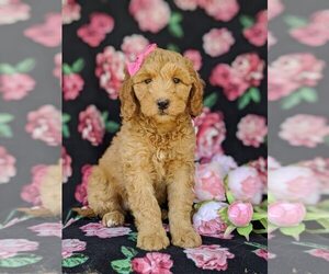 Double Doodle Puppy for sale in CHRISTIANA, PA, USA