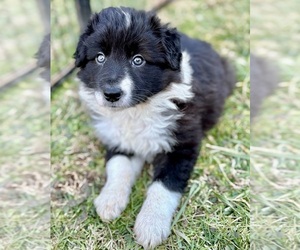 Border Collie Puppy for sale in JACKSON, KY, USA