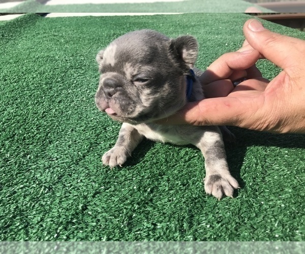 Medium Photo #45 French Bulldog Puppy For Sale in PLACERVILLE, CA, USA
