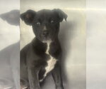 Small German Shepherd Dog Mix