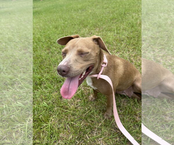 Medium Photo #9 Bulldog-Unknown Mix Puppy For Sale in Tarrytown, GA, USA
