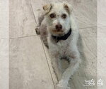 Small #1 Mutt