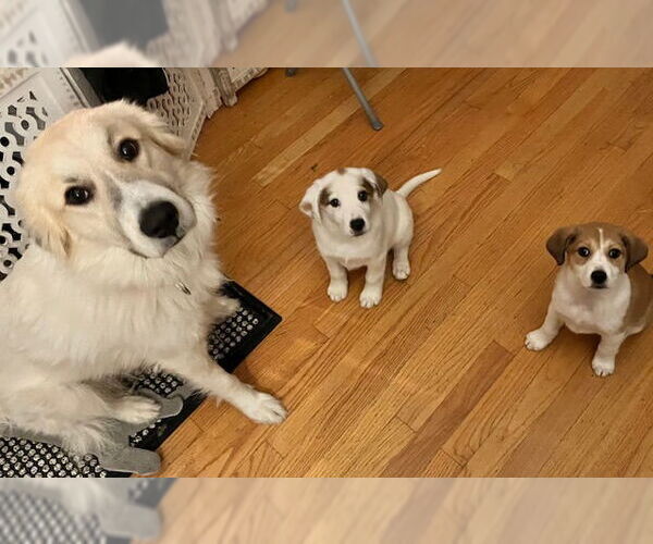 Medium Photo #3 Beagle-Great Pyrenees Mix Puppy For Sale in Plainfield, IL, USA
