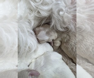 Maltipoo Litter for sale in BREMERTON, WA, USA