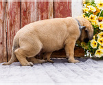 Small Photo #62 Mastiff Puppy For Sale in WAKARUSA, IN, USA