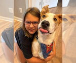 Small #2 Australian Shepherd Mix