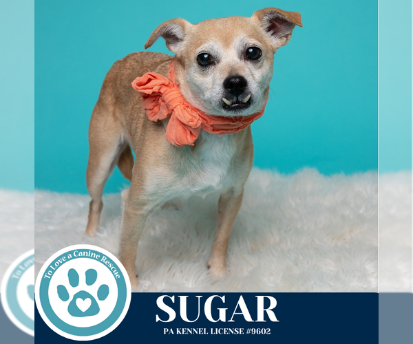 Medium Photo #9 Chihuahua-Unknown Mix Puppy For Sale in Kimberton, PA, USA