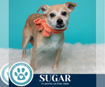 Small #8 Chihuahua Mix