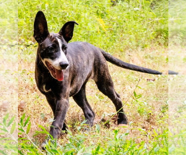 Medium Photo #7 Mutt Puppy For Sale in Ellijay, GA, USA