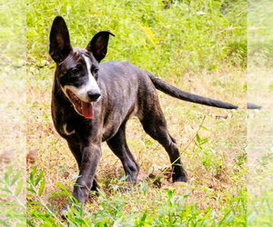 Alberta - Female Mutt Dog for Adoption - Photo #7