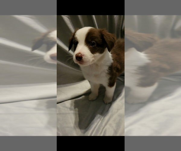 Medium Photo #3 Border-Aussie Puppy For Sale in ORLANDO, FL, USA