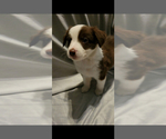 Small Photo #3 Border-Aussie Puppy For Sale in ORLANDO, FL, USA