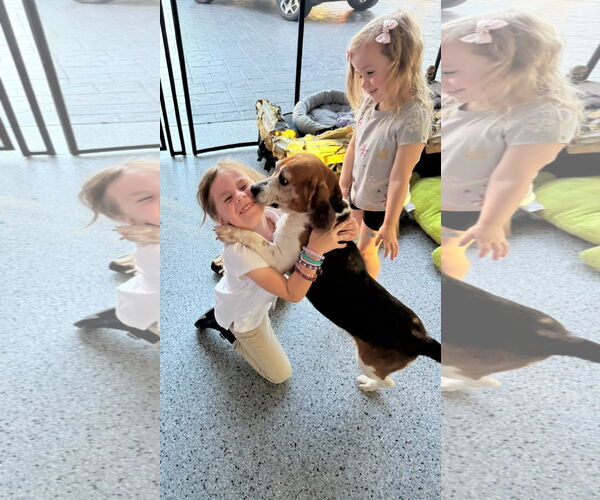 Medium Photo #6 Beagle Puppy For Sale in Tampa, FL, USA