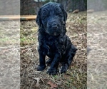 Small Photo #1 Aussiedoodle-Poodle (Standard) Mix Puppy For Sale in MARYVILLE, TN, USA