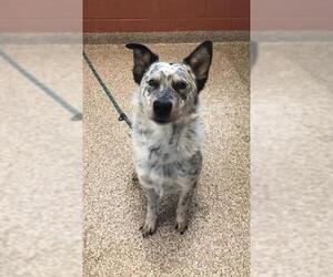 Mutt Dogs for adoption in Pueblo, CO, USA