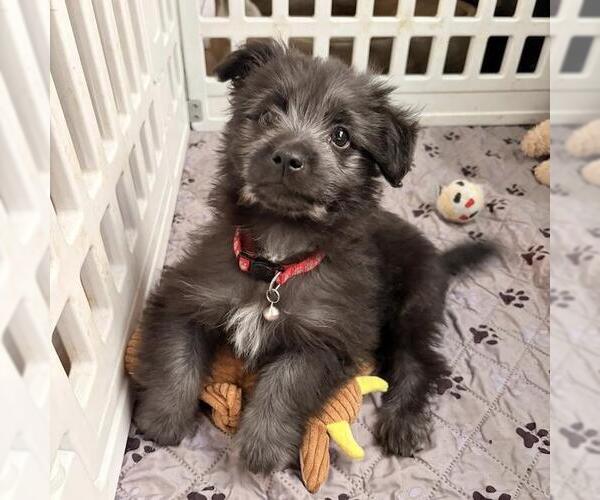 Medium Photo #1 Maltichon Puppy For Sale in San Diego, CA, USA