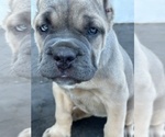Small #2 Cane Corso