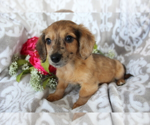 Dachshund Puppy for sale in SHILOH, OH, USA