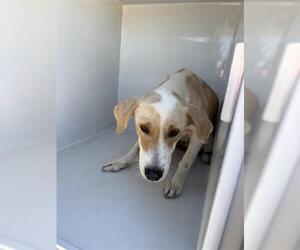 Labrador Retriever Dogs for adoption in Houston, TX, USA