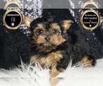 Small #6 Morkie