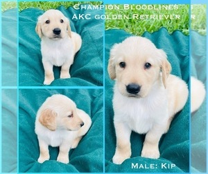 Golden Retriever Puppy for sale in SUGAR LAND, TX, USA