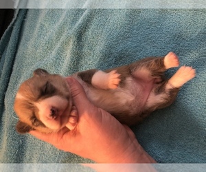 Pembroke Welsh Corgi Puppy for sale in RAMONA, OK, USA