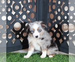 Comet - Male Miniature Australian Shepherd Puppy for Sale - Photo #5