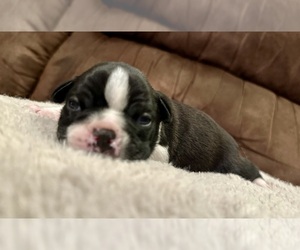 Boston Terrier Puppy for sale in WASHBURN, MO, USA