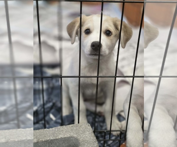 Medium Photo #6 Aussiedor Puppy For Sale in SHERBURNE, NY, USA