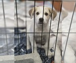 Small Photo #6 Aussiedor Puppy For Sale in SHERBURNE, NY, USA