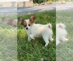 Small #1 Papillon