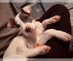 Small Photo #3 Mutt Puppy For Sale in Plainfield, IL, USA