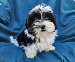 Shorkie Tzu Puppy for sale in WALSH, IL, USA