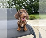 Small #1 Dachshund