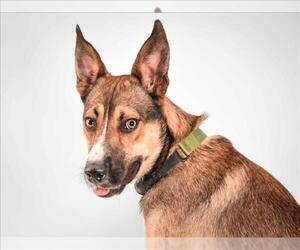 Australian Kelpie-German Shepherd Dog Mix Dogs for adoption in Fort Collins, CO, USA