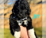 Small Photo #2 Bernedoodle Puppy For Sale in OVERLAND PARK, KS, USA
