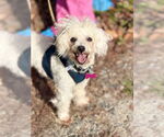 Small Poodle (Miniature) Mix