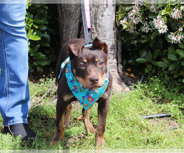 Medium Photo #3 Mutt Puppy For Sale in Yuba City, CA, USA