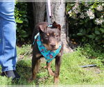 Small #2 Mutt