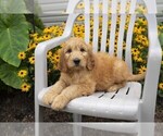 Small Photo #10 Goldendoodle Puppy For Sale in SEBRING, OH, USA