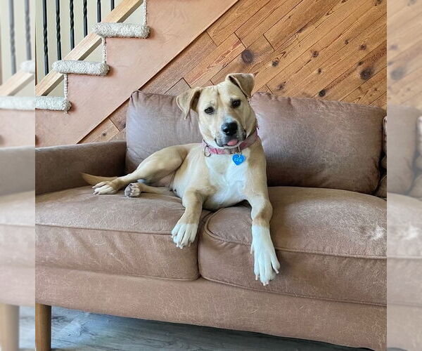 Medium Photo #4 American Pit Bull Terrier-Unknown Mix Puppy For Sale in Fargo, ND, USA
