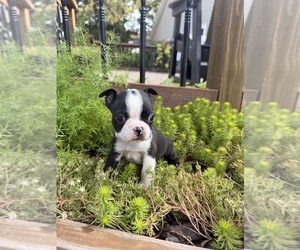 Boston Terrier Puppy for Sale in FREDONIA, Kansas USA