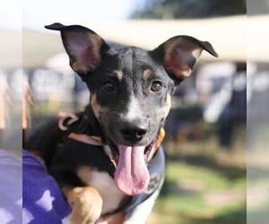 German Shepherd Dog-Unknown Mix Dogs for adoption in San Antonio, TX, USA