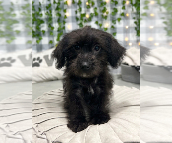 Medium Photo #1 Yo-Chon Puppy For Sale in MARIETTA, GA, USA