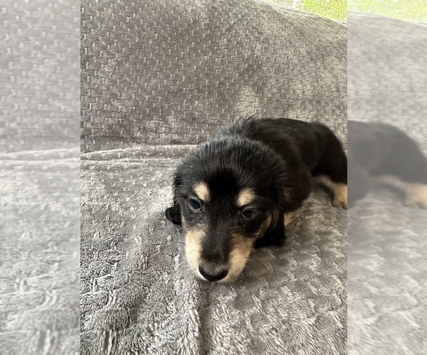 Medium Photo #23 Dachshund Puppy For Sale in MEMPHIS, TN, USA